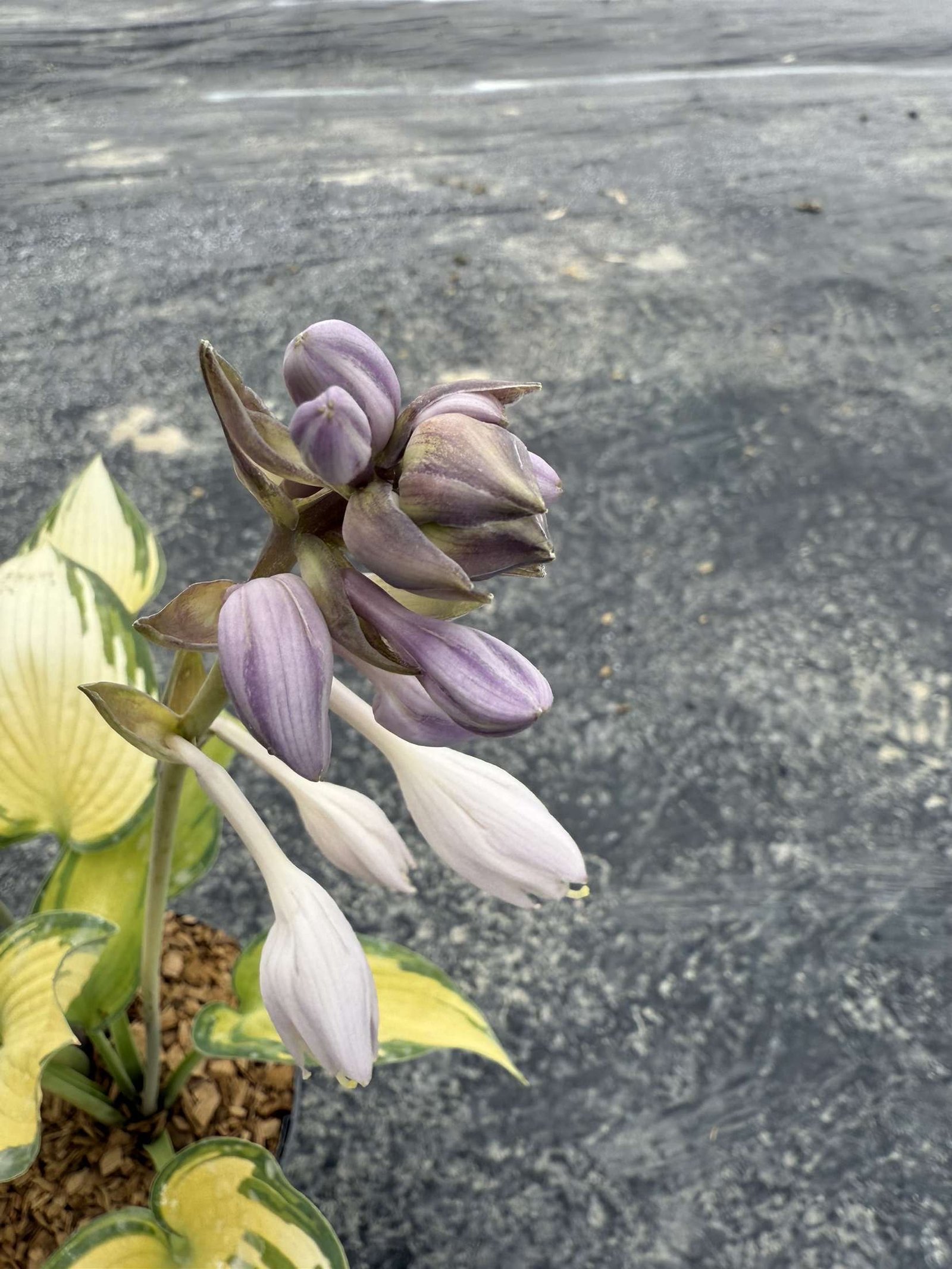 hosta tardiana june