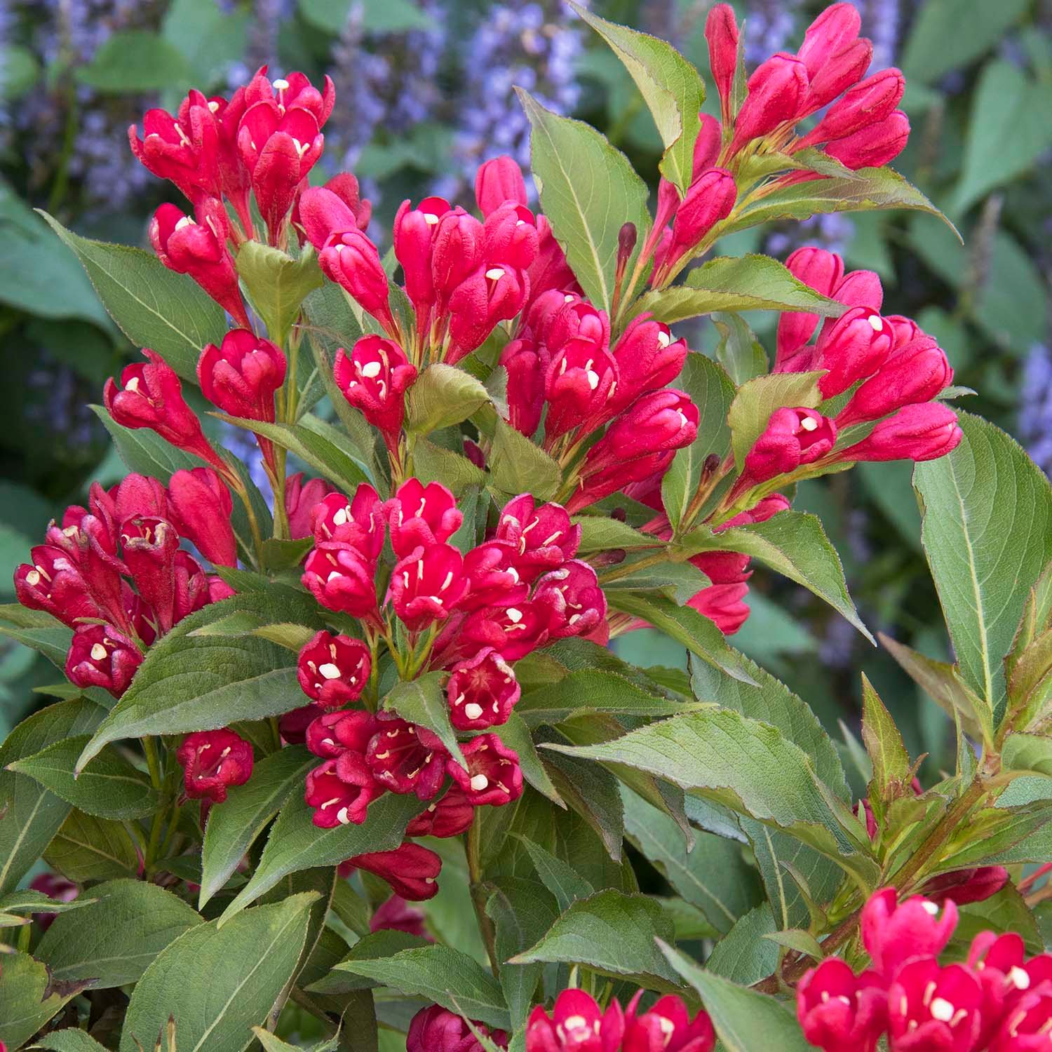 weigela all summer red – Image 3