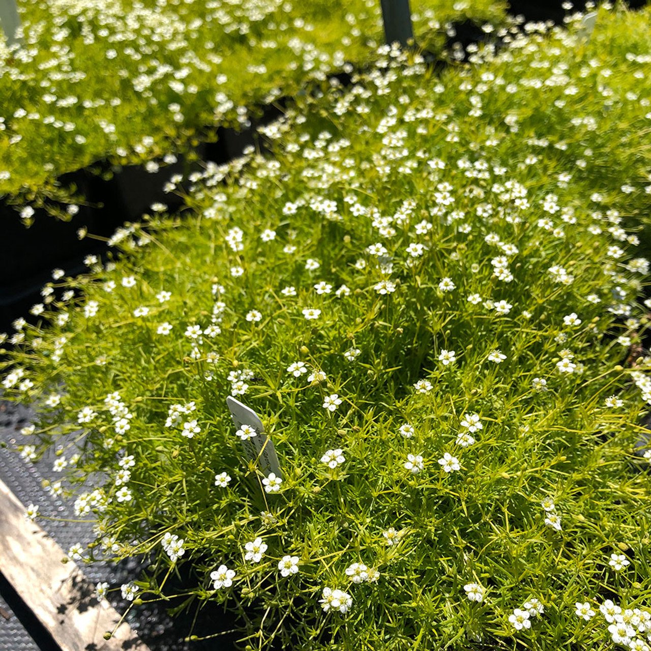 sagina subulata aurea irish – Image 3