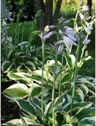 hosta fortunei patriot – Image 2