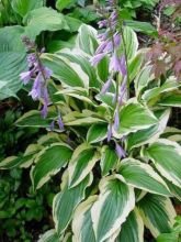 hosta fortunei patriot – Image 3