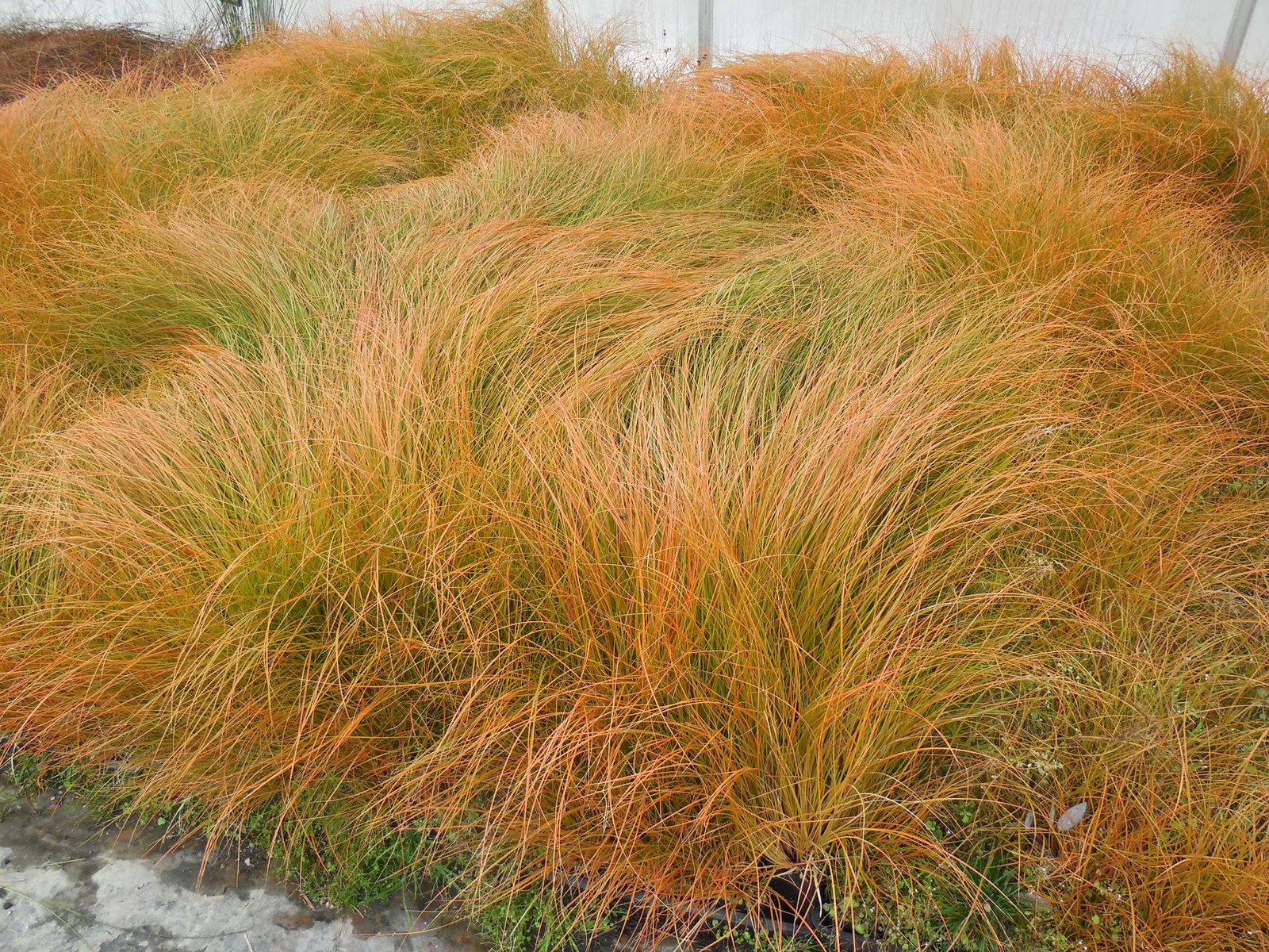 carex testacea – Image 2